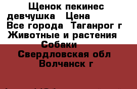 Щенок пекинес девчушка › Цена ­ 2 500 - Все города, Таганрог г. Животные и растения » Собаки   . Свердловская обл.,Волчанск г.